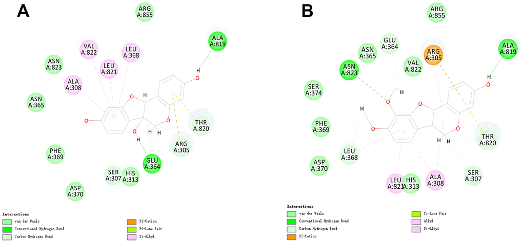 Schematic of intermolecular interaction of the predicted binding modes of (A) ZINC000014820583 with aminopeptidase N(CD13), (B) ZINC000000895551 with CD13.