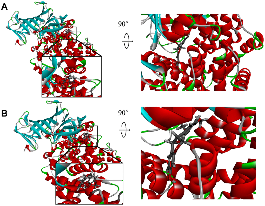 Schematic drawing of interactions between ligands and aminopeptidase N(CD13). Blue represents positive charge; red represents negative charge; and ligands are shown in sticks, with the structure around the ligand-receptor junction shown in thinner sticks. (A) ZINC000014820583-CD13 complex. (B) ZINC000000895551-CD13 complex.