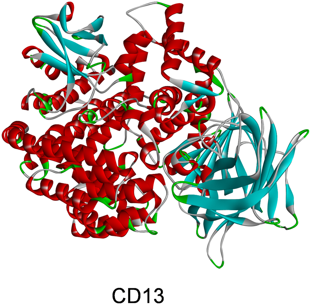 Molecular structure of aminopeptidase N(CD13).
