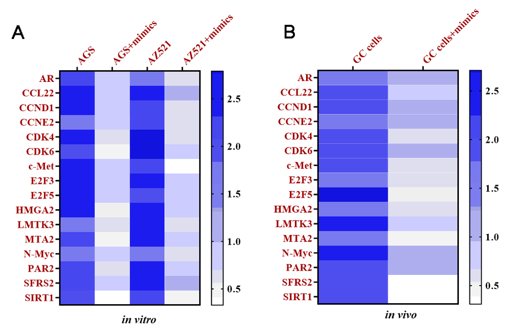 Targeting mRNAs of miRNA-34 are determined in vitro and in vivo. (A) Heat map of expressions of targeting mRNAs of miRNA-34 in GC cell lines AGS and AZ521, as determined by qRT-PCR. (B) Heat map of expressions of targeting mRNAs of miRNA-34 in GC cells of tumor tissue, as determined by qRT-PCR. Values are means ± SD. (Abbreviation: AR: androgen receptor; CCL22: C-C motif chemokine 22; CCND1: cyclin D1; CCNE2: cyclin E2; CDK4: cyclin-dependent kinase 4; CDK6: cyclin-dependent kinase 6; c-Met: tyrosine-protein kinase Met; E2F3: E2F transcription factor 3; E2F5: E2F transcription factor 5; HMGA2: high-mobility group AT-hook 2; LMTK3: lemur tyrosine kinase 3; MTA2: metastasis associated 1 family member 2; N-Myc: N-myc proto-oncogene protein; PAR2: proteinase activated receptor 2; SFRS2: serine/arginine-rich splicing factor 2; SIRT1: silent information regulator 1).
