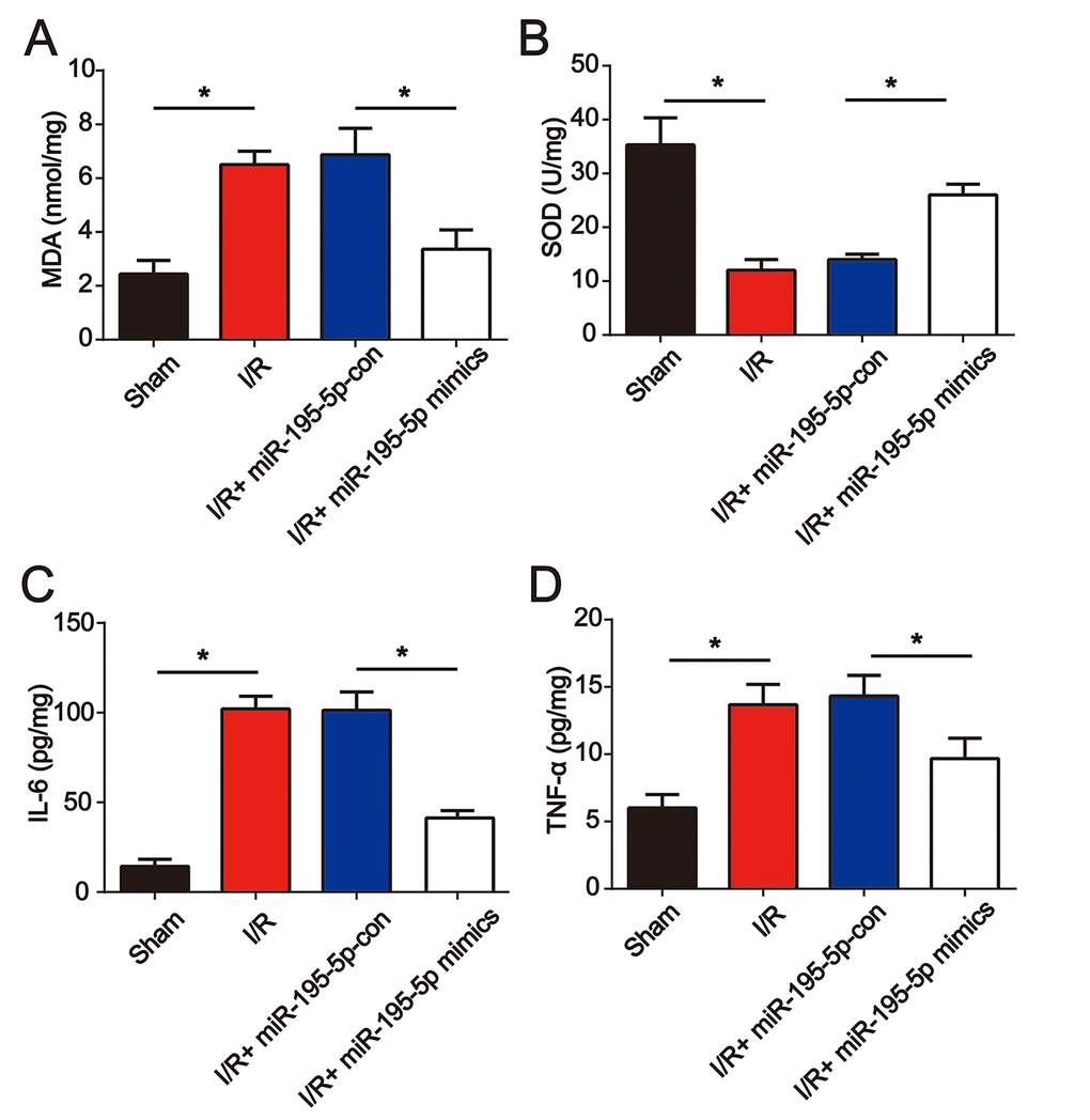 miR-195-5p mimics attenuated renal I/R induced oxidative stress and inflammation. miR-195-5p mimics were injected into the rat via the tail vein prior to I/R surgery. The renal tissues were collected at 24 h post I/R surgery followed by evaluation of the concentration of MDA (A) and SOD (B). IL-6 (C) and (D) TNF-α protein levels were analyzed using ELISA. Eight rats were used in each group. Three independent experiments were performed. Error bars represent the mean ± SD of at least three independent experiments. *P 