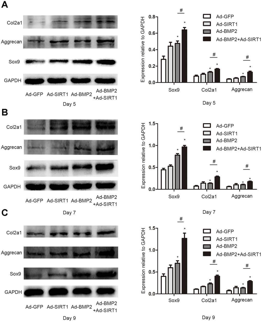 SIRT1 potentiated the BMP2-induced expression of chondrogenic differentiation makers. (A) The Sox9, Col2a1, and aggrecan protein levels in C3H10T1/2 cells infected with Ad-GFP, Ad-SIRT1, Ad-BMP2, or Ad-BMP2+Ad-SIRT1 for 5 days. (B) The Sox9, Col2a1, and aggrecan protein levels in C3H10T1/2 cells infected with Ad-GFP, Ad-SIRT1, Ad-BMP2, or Ad-BMP2+Ad-SIRT1 for 7 days. (C) The Sox9, Col2a1, and aggrecan protein levels in C3H10T1/2 cells infected with Ad-GFP, Ad-SIRT1, Ad-BMP2, or Ad-BMP2+Ad-SIRT1 for 9 days. All of the relative protein expression level results were compared to those of GAPDH using Quantity one. The data are denoted as the mean ± SD.*:p 
