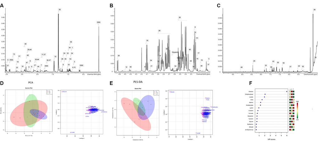 There are differences in metabolic patterns in the pulmonary hypertension model. Preparation of rat serum was seen in previous studies [23], and the serum were preserved in -80°C for further metabolomics analysis. Metabolite attribution spectrum of signal fragment of rat arterial blood serum samples: (A) attribution range (0.0ppm-3.0ppm interval); (B) attribution range (3.0ppm-5.0ppm interval); (C) attribution range (5.0ppm-10.0ppm interval). (Associated metabolite number identification: 1: 2-Hydroxybutyrate; 2: 2-Hydroxyisobutyrate; 3; 2-Hydroxyisovalerate; 4: 2-Hydroxyvalerate; 5: 2-Oxoglutarate; 6: 3-Hydroxybutyrate; 7: Acetate; 8: Acetoacetate; 9: Acetone; Alanine; 11: Arginine; 12: Ascorbate; 13: Aspartate; 14: Betaine; 15: Butyrate; 16: Carnitine; 17: Choline; 18: Citrate; 19: Citrulline; 20: Creatine; 21: Creatinine; 23: Dimethylamine; 24: Ethanol; 25: Formate; 26: Fucose; 27: Fumarate); 28: Glucose; 29: Glutamate; 30: Glutamine; Glycerol; 31: Glycine; 32: Guanidoacetate; 33: Isobutyrate; 34: Isoleucine 35: Lactate; 36: Leucine; 37: Lysine; 38: Malonate; 39: Mannose; 40: Methanol; 41: Methionine; 42: ethylsuccinate; 43: Phenylalanine; 44: Proline; 45: Propylene glycol; 46: Pyruvate; 47: Succinate; 48: Trigonelline; 49: Tryptophan; 50: Tyrosine; 51: sn-Glycero-3- phosphocholine; 52: Urea; 53: Valine; 54: myo-Inositol.) Changes of metabolic patterns in rats with pulmonary hypertension: (D) PCA analysis, statistical analysis was performed on rat arterial serum samples, NMR spectra were acquired, and samples were analyzed by Chenomx NMR Suite 8.0 to determine the type and concentration of metabolites in the samples. The sample data was normalized using the Pareto Scaling method, and the corresponding score map and load map were obtained by using PCA analysis. (E) PLS-DA analysis: In the PLS-DA score map, different colors represent different sample groups. It is found from the figure that the metabolic profile of the NC group samples is distinguishable from the PH group. The load map corresponding to the score map shows that the farther away the metabolites such as Glucose, Lactate, and Alanine are from the center point, the greater the contribution to the distinction between samples. (F) VIP is a sort of variable weight importance to provide the most important variables and how important they are in each group. The larger the VIP value, the greater the contribution they make in the differentiation of the sample. Generally, the variable with a default VIP greater than 1 has a significant difference.