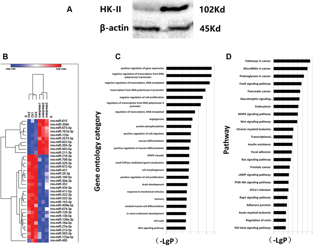 (A) Increased expression of HK2 in PH induced by MCT. (B) Overexpress HK2 lentivirus and differential MICRORNA screening. PASMCs were transfected in vitro and screened for negatively correlated miRNA molecules with HK-II expression. The control group and PASMCs overexpressing HK2 were detected by miRNA gene expression profiling. (C) Regulated gene expression of cell proliferation was significantly active. Sequence-based miRNA target gene prediction method was applied. The number of target genes predicted by this differential miRNA using MIRANDA was 2432. Based on the number of genes contained in differentially significant function and their degree of enrichment in the database, a targeted map can be created for significant function according to enrichment order. In the figure, the ordinate is the function of differential gene, and the abscissa is enrichment. Each column on the graph represents a significant differential gene function. The greater the difference in gene function, the higher the ranking. (D) Tumor-associated metabolism was active through expression. Pathway analysis was based on the KEGG database. Fisher's exact test and chi-square test were used for differential genes. Based on the analysis results, significantly up-regulated gene pathway can be used to construct a map of differential gene pathways. The ordinate is the name of differential gene pathway, and the abscissa is negative logarithm of p value (-LgP). The larger the value, the smaller the p value.