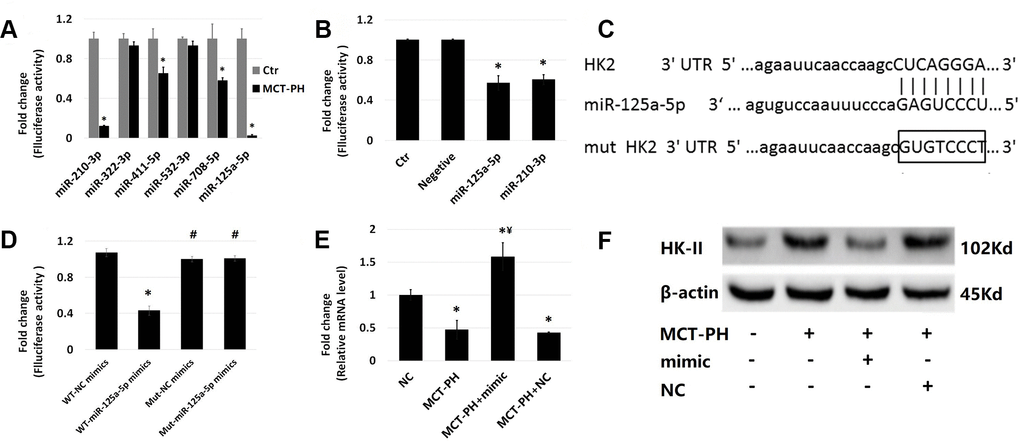 The expression of each microRNA in primary PASMCs of PH rats induced by MCT was verified by RT-qPCR. (A) RT-qPCR was used to detect the expression of six microRNAs that may act on HK-II in PASMCs of PH: rno-miR-411-5p, rno-miR-210-3p, rno-miR-532-3p, rno-miR-125a-5p, rno-miR-322-3p, rno-miR-708-5p. (B) Dual luciferase assay confirmed that miR-210-3p and miR-125a-5p can inhibit luciferase activity. The 3'-UTRs containing normal HK-II mRNA were cloned into the MCS (Multiple cloning site) in the pmirGLO vector to construct the HK2-125/210-pmirGLO vector. This vector was then co-transfected into 293T cells with these two microRNA mimics to determine whether the microRNA acts on the target gene of plasmid by detecting luciferase activity. (C) The bioinformatics analysis targeting algorithms (TargetScan and http://microRNA.org) showed that miR-125a-5p contained candidate binding sites in the 3’-UTR of HK-II mRNA. (D) The results of luciferase reporter gene assay showed that miR-125a-5p mimic significantly inhibited firefly luciferase activity of wild-type plasmid vector, while firefly luciferase activity of mutant plasmid vector hardly changed. (E) Transfection with miR-125a-5p mimic significantly increased the mRNA expression of miR-125a-5p. (F) The expression of HK-II protein in PASMCs was significantly increased in PH group, and the expression of HK-II in PH+miR-125a-5p mimic group was significantly decreased. The results demonstrated that miR-125a-5p negatively regulates the expression of HK-II in PASMCs. (*P
