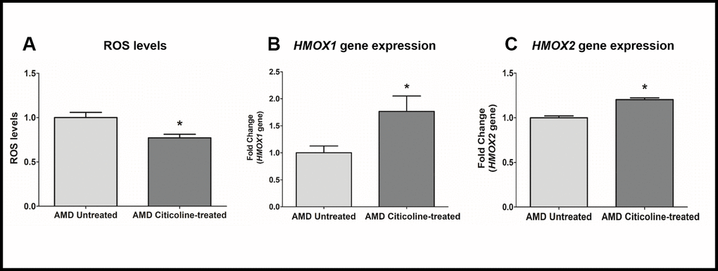 (A) ROS levels in AMD Untreated and AMD Citicoline-treated cells, (B) HMOX1 gene expression levels in AMD Untreated and AMD Citicoline-treated cells, and (C) HMOX2 gene expression levels in AMD Untreated and AMD Citicoline-treated cells.
