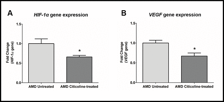 (A) HIF-1α gene expression in AMD Untreated and AMD Citicoline-treated cells. (B) VEGF gene expression in AMD Untreated and AMD Citicoline-treated cells.
