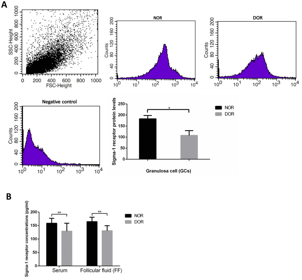 Sigma-1 Receptor Protein Expression in GCs, serum, and FF from patients with DOR. (A) FCM sorting of sigma-1 receptor protein in patient GCs, low sigma-1 receptor protein level in DOR patients’ GCs. (B) Low sigma-1 receptor level in DOR patients’ serum and FF. ** P