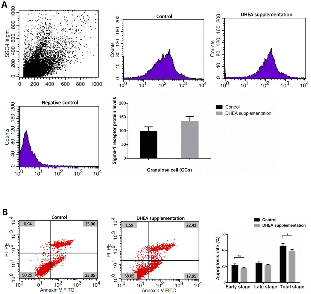 Sigma-1 Receptor Protein Expression and apoptosis rates in GCs from DOR patients with DHEA supplementation. (A) The sigma-1 receptor protein levels in DHEA supplementation patient GCs. (B) Apoptosis index in DHEA supplementation patient GCs.