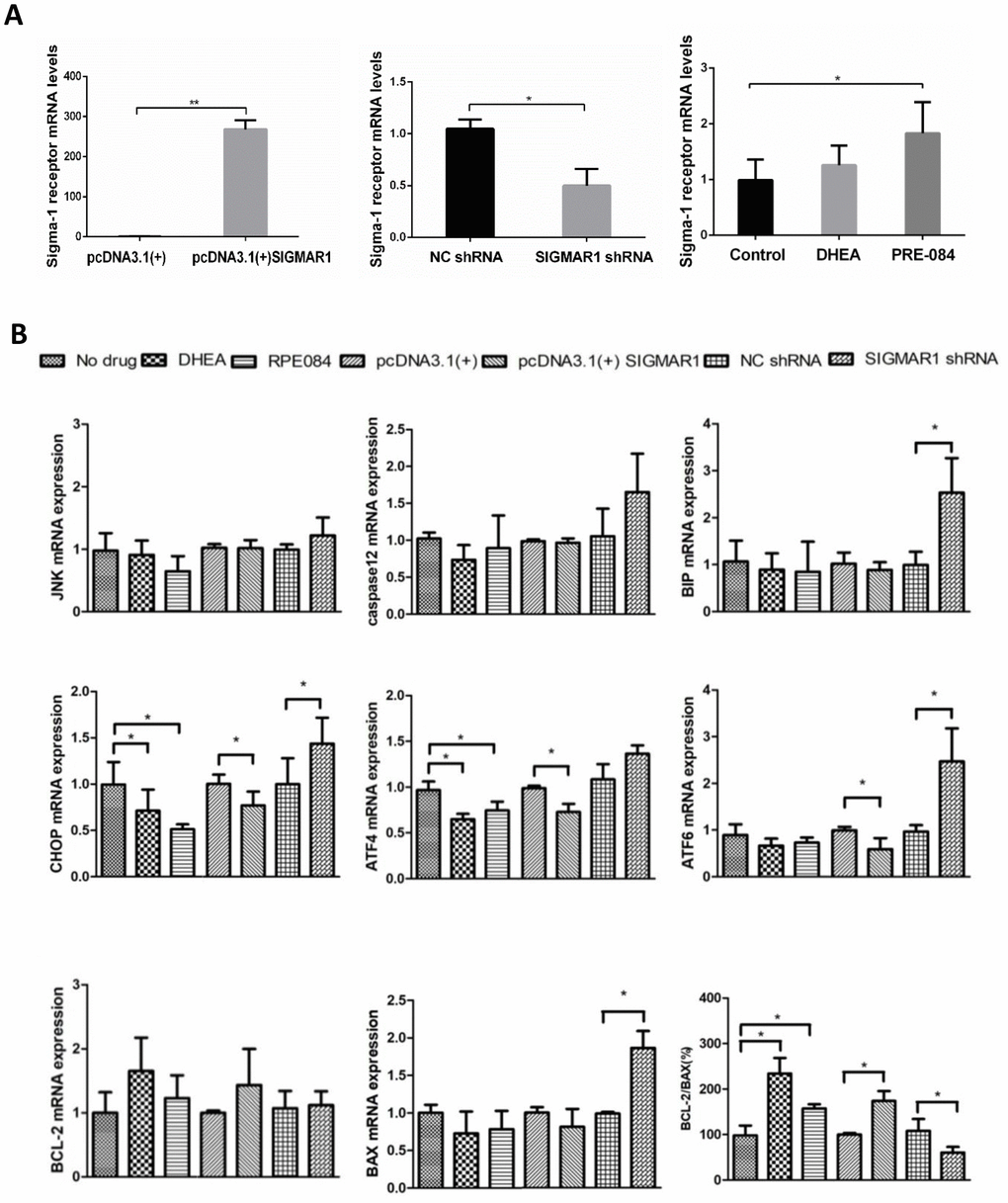 KGN cells treated with DHEA- and sigma-1 receptor ligands revealed similar biological effects to SIGMAR1-overexpressed cells and opposite effects to SIGMAR1-knockdown KGN cells. (A) Sigma-1 receptor mRNA levels in differently treated KGN cells. SIGMAR1-overexpressed and SIGMAR1-knockdown KGN cells were constructed successfully. (B) The mRNA levels of ERS and apoptosis-related genes in differently treated KGN cells. *P