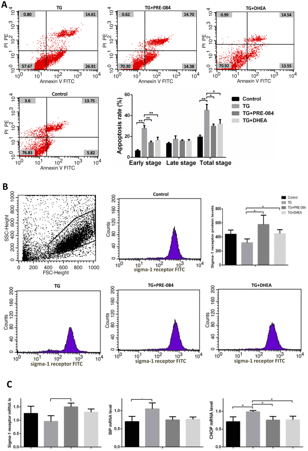 The decrease of apoptosis rates in thapsigargin(TG)-induced ERS KGN cells treated with PRE-084/DHEA was accompanied by the decrease of ERS-related and apoptosis-related gene expression. (A) Apoptosis index in KGN cells treated with different drugs. (B) Flow cytometry sorting of sigma-1 receptor protein in KGN cells treated with different drugs.
