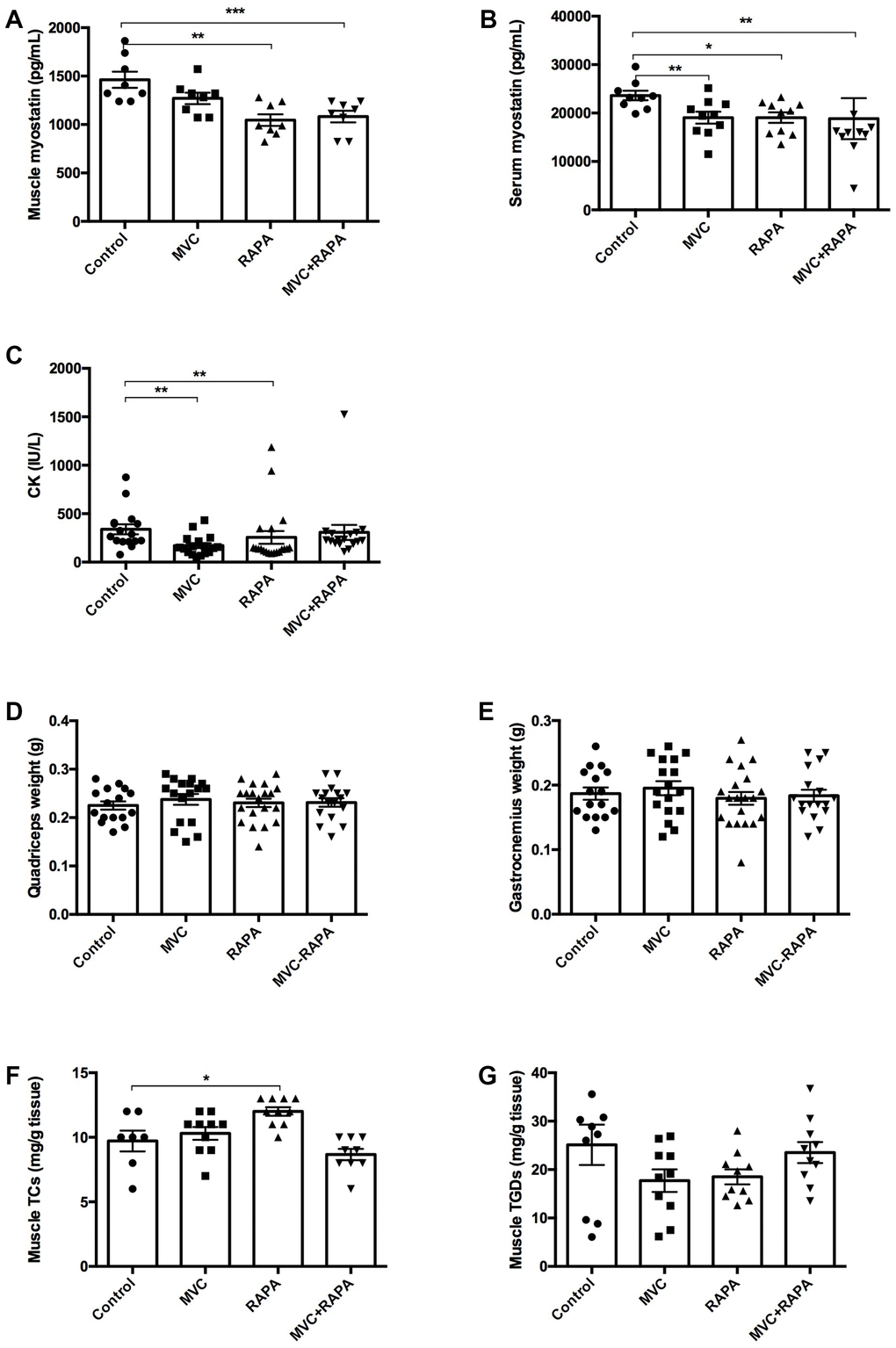 Biochemical and parameters related to muscle: Muscle and serum myostatin, CK, quadriceps and gastrocnemius weight, muscle cholesterol and triglyceride content. (A) A significant decrease in muscle myostatin levels was recorded in RAPA and MVC+RAPA groups. (B) There was a significative decrease in serum myostatin levels in all the therapeutic groups. (C) CK was significantly reduced in MVC and RAPA groups. No differences were observed after comparing the different groups for (D) quadriceps or (E) gastrocnemius weight. (F) Muscle cholesterol content was significantly higher in the RAPA groups. (G) Although muscle triglyceride content was lower in all the therapeutics groups, no differences were observed. Each bar represents the mean ± SEM. *p 