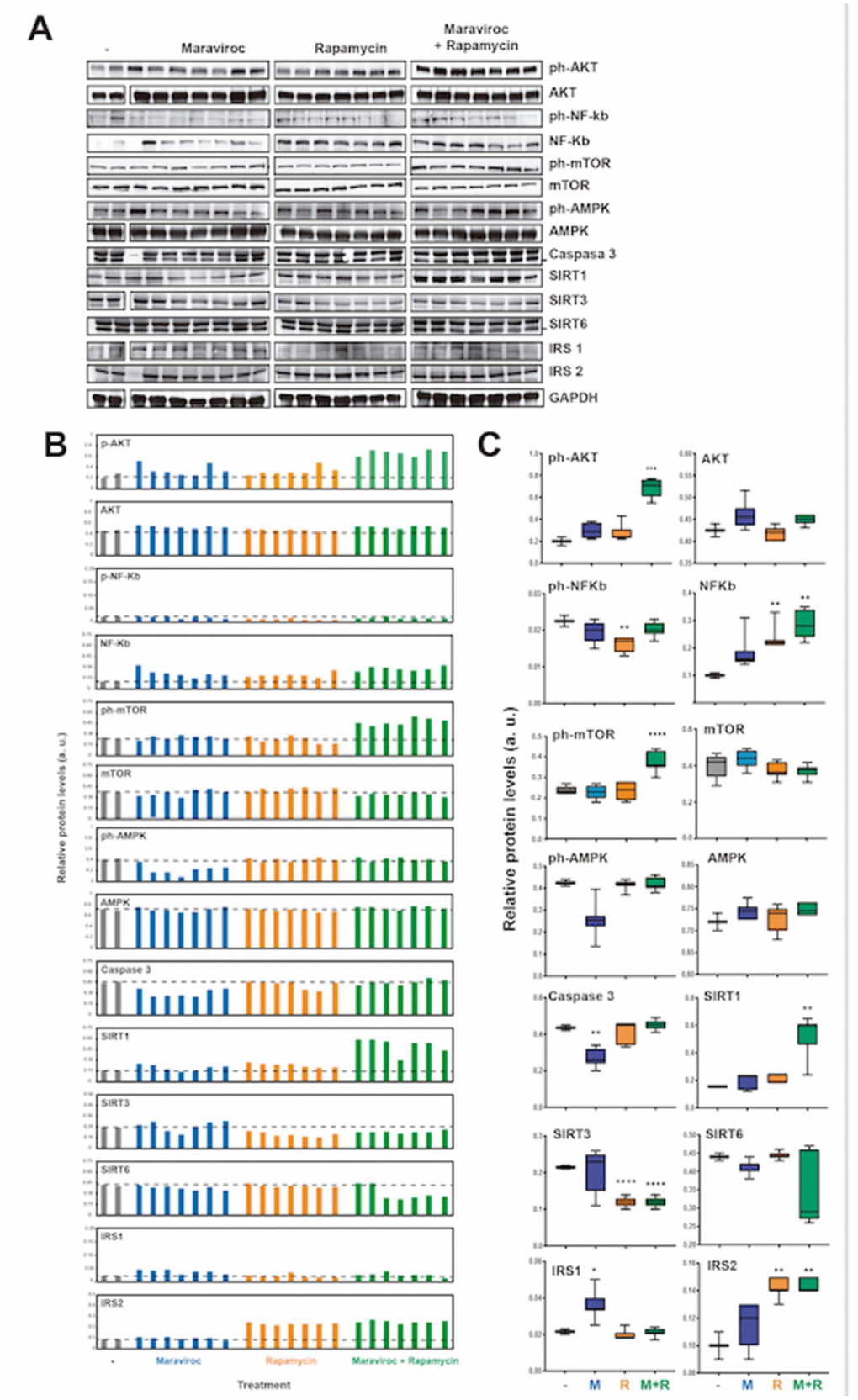 Analyses of the molecular pathways involved in the mechanism of action of RAPA and MVC (A) Western blot analysis of the protein levels of AKT (phosphorylated and total), NF-kb (phosphorylated and total), mTOR, AMPK (phosphorylated and total), Caspase 3, SIRT1, SIRT3, SIRT6, IRS1, IRS2 and GAPDH as endogenous control, in mice treated or not with maraviroc (MVC group), Rapamycin (RAPA group) or combination of both (MVC-RAPA group). (B) Relative quantification of the protein levels in (A) relative to GAPDH control. (C) Box plots showing the average protein levels from (B). Data were analyzed using Student t test´s. *, P 