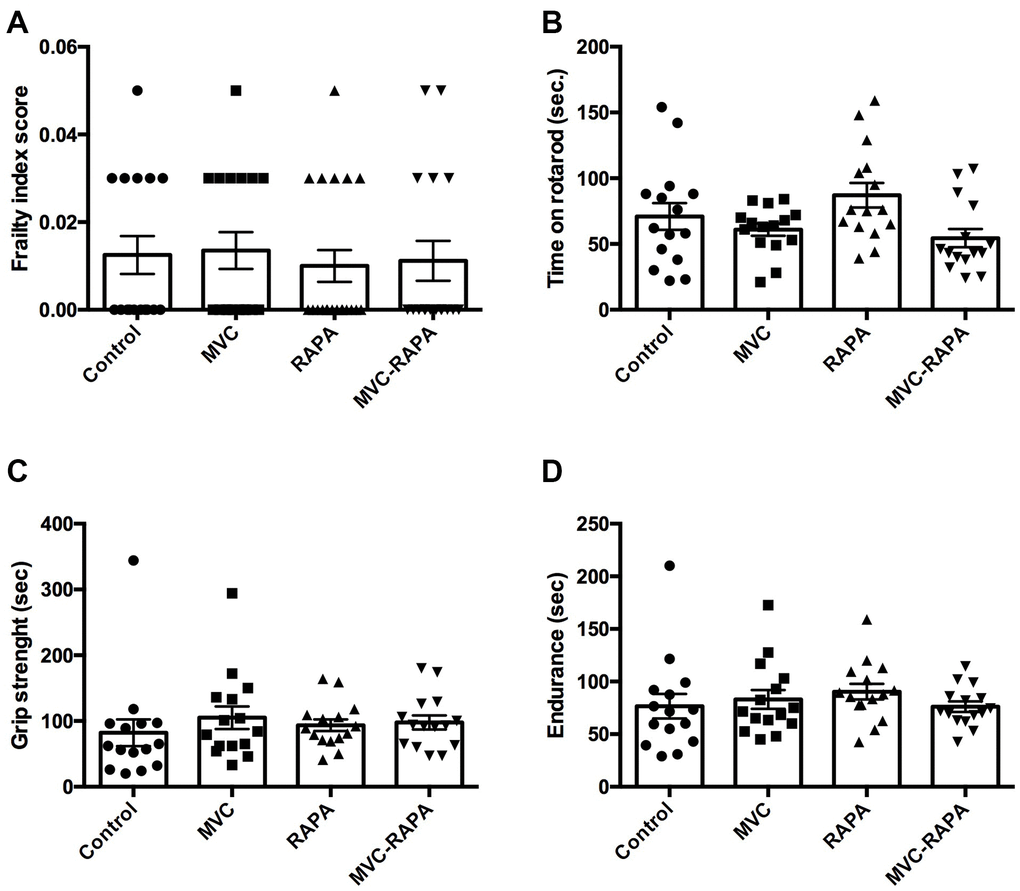 Frailty parameters: frailty index score, time on rotarod, grip strength, and endurance. No differences were observed after analyzing any of the frailty parameter for (A) frailty index score, (B) time on rotarod, (C) grip strength, and (D) endurance. Each bar represents the mean ± SEM. MVC, maraviroc. MVC+RAPA, maraviroc plus rapamycin. RAPA, rapamycin.