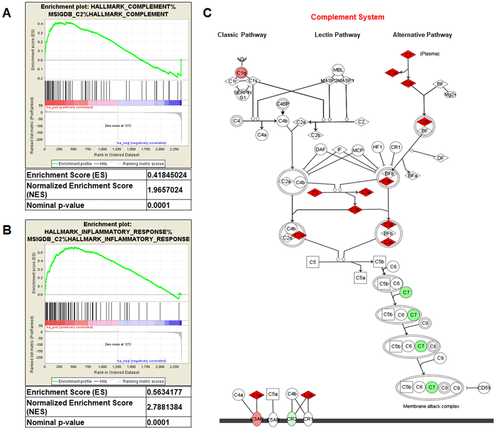 Gene Set Enrichment Analysis (GSEA) of the GSE47032 dataset (A and B). Complement system pathway from Ingenuity Pathway Analysis (C). Genes in green and red are respectively under- and over-expressed in the ccRCC-gene signature.