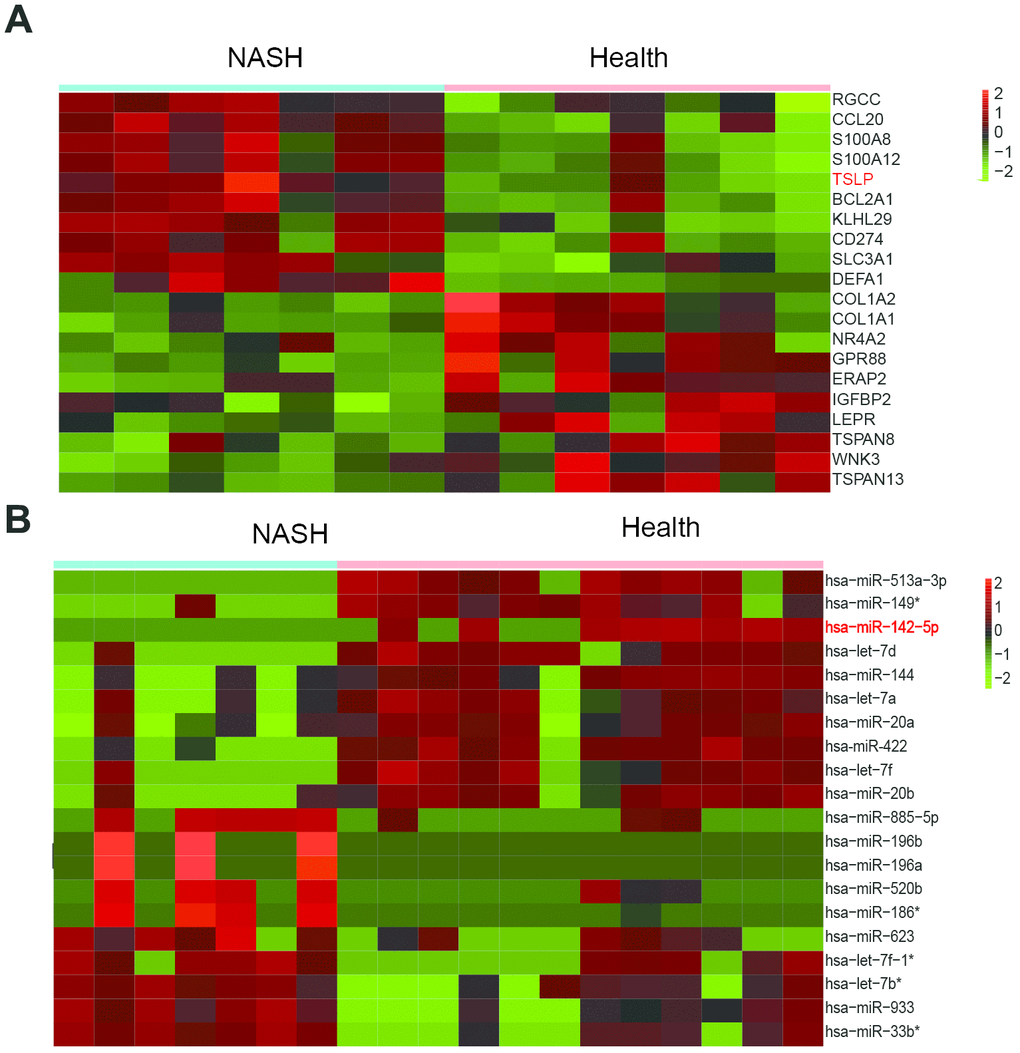 TSLP was up-regulated and miR-142-5p was downregulated in NASH. (A) Heatmap showing differentially expressed genes between health and NASH group. (B) Heatmap showing differentially expressed miRNAs between health and NASH group. The expression fold in NASH groups was calculated compared with the health groups. Log2|FC|>1 and adj. P 