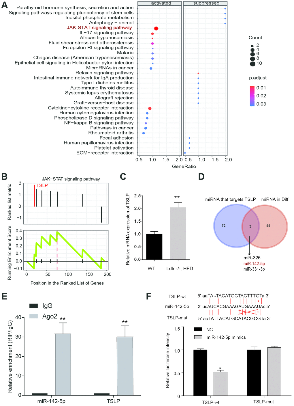 JAK-STAT pathway was actived in NASH patients and verification of the target gene. (A) Dotplot suggest the distributions of some biological pathway gene sets. The size of the circle represents the count value. The gradient changes of color represented adjust P values. (B) KEGG analysis of JAK-STAT pathway in NASH. (C) Expression of TSLP in NASH disease model. *P D) Venn diagram showing the overlap between dysregulated miRNAs and miRNAs that target at TSLP. (E) RIP assays of the enrichment of Ago2 on TSLP and miR-142-5p relative to IgG in liver. **P F) The miR-142-5p binding sites on TSLP were predicted by bioinformatics. TSLP wild-type form (TSLP-wt) and mutated form (TSLP-mut) were displayed on the left panel. Dual-luciferase reporter assay was conducted to identify the target relationship between miR-142-5p and TSLP. All data were means ± SD.