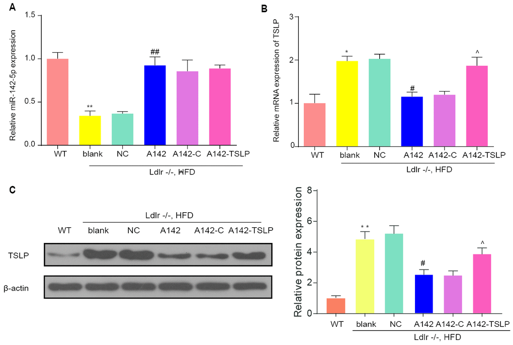 The expression of miR-142-5p and TSLP and the function of miR-142-5p to TSLP in the liver of mouse model. (A) The relative expression of miR-142-5p in the liver of different group. (B) Relative mRNA expression of TSLP in the liver of different mouse group. (C) Protein expression of TSLP in the liver of different mouse group; WT group: wild-type mice fed a chow diet (CD); blank group: Ldlr−/− mice fed an high-fat diet (HFD) treated with phosphate buffer saline (PBS); NC group: Ldlr−/− mice fed an HFD treated with control agonis; A142 group: Ldlr−/− mice fed an HFD treated with agonist of miR-142-5p; A142-C group: Ldlr−/− mice fed an HFD treated with miR-142-5p agonist and JAK-STAT signaling pathway activator-colivelin; A142-TSLP group: Ldlr−/− mice fed an HFD treated with miR-142-5p agonist and AAV/TSLP. AAV: adeno-associated virus. n=6. *P **P #P##P ^P 