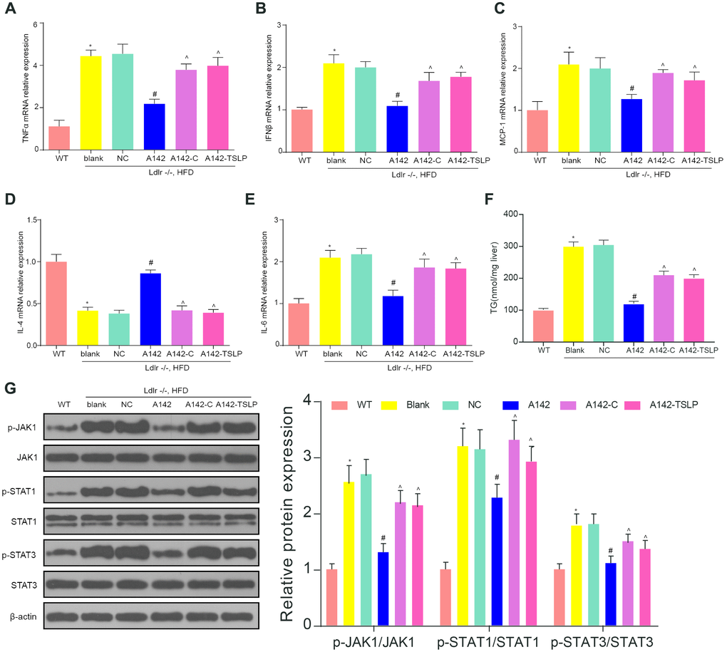 The expression of inflammatory factors and JAK-STAT signaling pathway biomarkers in the NASH mouse model. (A) The mRNA expression level of tumor necrosis factor (TNF)-α. (B) The mRNA expression level of interferon (IFN)-β. (C) The mRNA expression level of liver monocyte chemoattractant protein-1 (MCP1). (D) The mRNA expression level of IL-4. (E) The mRNA expression level of IL-6. (F) The expression level of TG in the liver. (G) The protein expression of the biomarkers of JAK-STAT signaling pathway. All data were means ± SD. *P #P ^P 