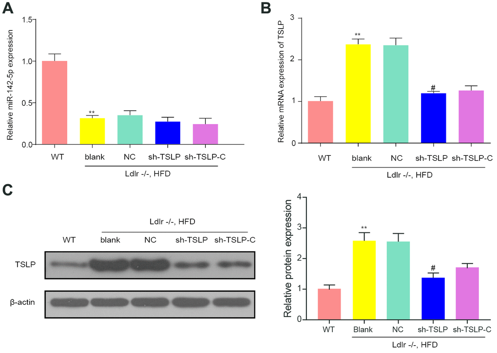 The effect of molecular interference sequences on the expression of miR-142-5p and TSLP. (A) Relative expression level of miR-142-5p in different groups. (B) The relative mRNA expression of TSLP. (C) The protein expression level of TSLP. WT group: wild-type mice fed a chow diet; blank group: Ldlr−/− mice fed an HFD treated with phosphate buffer saline; NC group: Ldlr−/− mice fed an HFD treated with sh-control; sh-TSLP group: Ldlr−/− mice fed an HFD treated with sh-TSLP; sh-TSLP-C group: Ldlr−/− mice fed an HFD treated with sh-TSLP and colivelin (JAK-STAT signaling pathway activator). Each group contained 6 mice. *P **P #P 