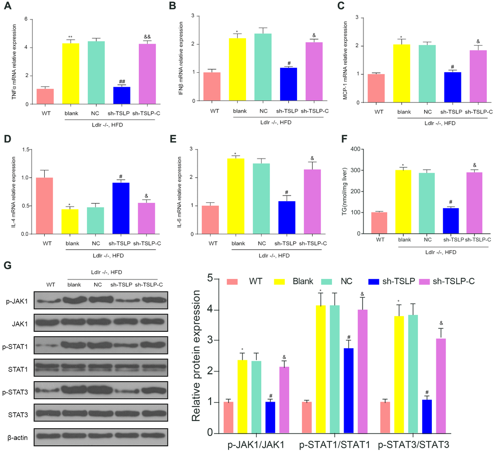 Downregulating TSLP inhibited the expression of inflammatory factors and JAK-STAT pathway biomarkers, which could be rescued by JAK-STAT signaling pathway activator. (A) The mRNA expression level of tumor necrosis factor (TNF)-α. (B) The mRNA expression level of interferon (IFN)-β. (C) The mRNA expression level of liver monocyte chemoattractant protein-1 (MCP1). (D) The mRNA expression level of IL-4. (E) The mRNA expression level of IL-6. (F) The expression level of TG in the liver. (G) The protein expression of the biomarkers of JAK-STAT signaling pathway. *P **P #P ##P &P &&P 