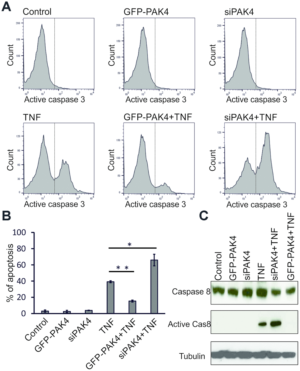 PAK4 inhibits caspase activation and apoptosis in HUVECs. (A) Active caspase-3-FITC staining analyzed by FC in HUVECs transfected 48 h with GFP-PAK4 or PAK4 siRNA, and stimulated with TNF (100 ng/ml). (B) Quantitative evaluation of apoptotic cells analyzed by FC in panel A. The data represent the mean ± s.d. of three independent experiments. P-values were calculated using Student’s t-test. * PC) Western analysis of total caspase-8, active caspase-8, and control tubulin in TNF-stimulated HUVECs transfected with GFP-PAK4 or PAK4 siRNA.