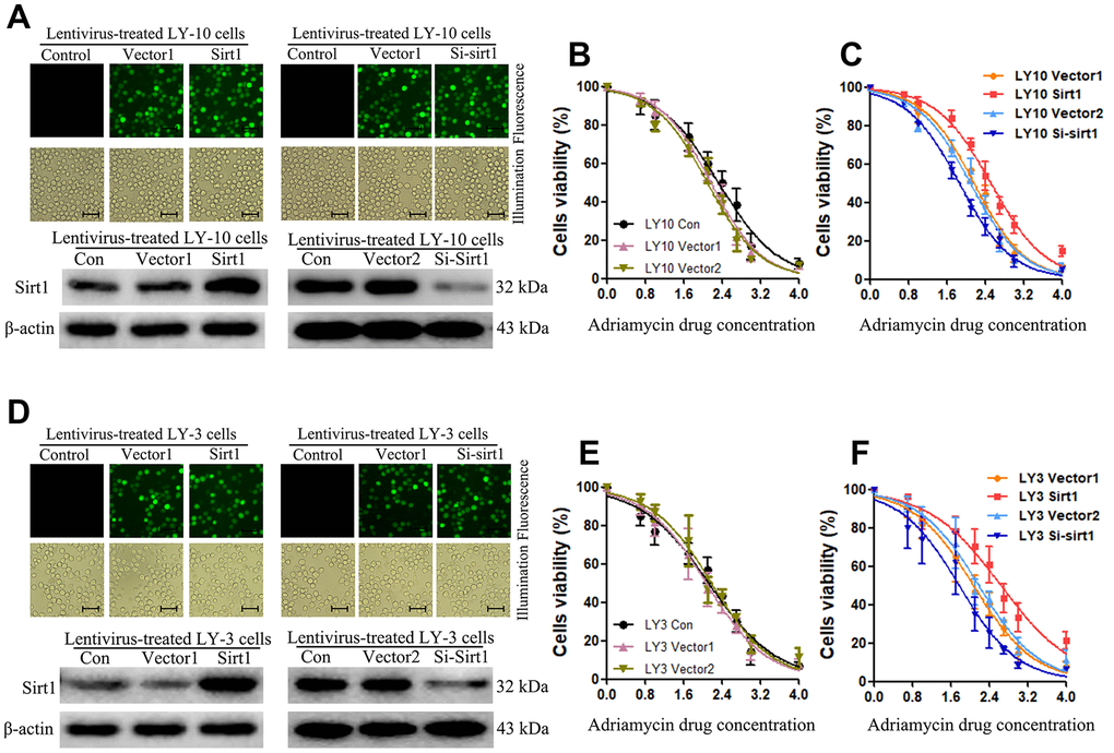 Upregulation of Sirt1 expression confers resistance to Adriamycin-induced apoptosis of Non-GCB DLBCL cells. (A) The corresponding lentivirus was used to treat each group of LY-10 cells. Positive lentivirus mediated Sirt1 transduction (>95%) was observed under fluorescence microscopy (Scale bars: 100μm). (B, C) CCK-8 assay was used to detect cell viability. (D) The corresponding lentivirus was used to treat each group of LY-3 cells. Positive lentivirus mediated Sirt1 transduction (>95%) was observed under fluorescence microscopy (Scale bars: 100μm). (E, F) CCK-8 assay was used to detect cell viability. All experiments were performed in triplicate. * indicates p