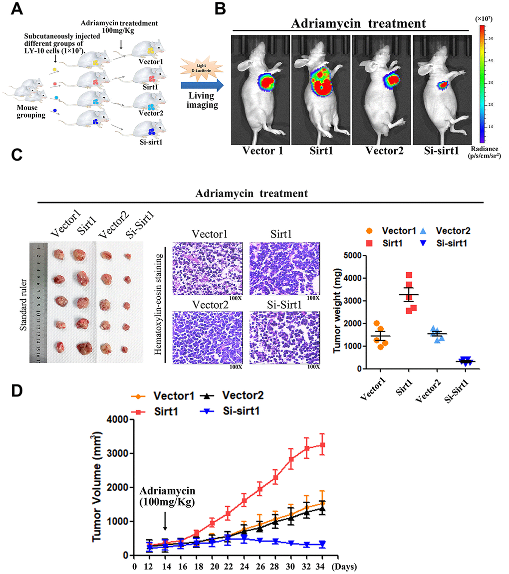 Upregulation of Sirt1 conferres Adriamycin resistance of DLBCL cells in vivo. (A) LY-10 cells (1×107 cells) were subcutaneously inoculated into the flanks of nude mice to establish a xenograft mouse model of DLBCL. The mice were treated twice a week with 100 mg/kg Adriamycin when the tumors were palpable (day 12). (B) After 4 weeks of treatment with Adriamycin, tumor growth was observed through live imaging of each group of mice. Representative images of tumor-bearing mouse cells treated with Adriamycin (100 mg/kg). (C) Tumors from all mice in the indicate cell together with the mean tumor weights. Hematoxylin-eosin staining method was used to observe microscopic images of tumor cells. A representative sample (Vector1: 4; Sirt1: 4; Vector2: 4; Si-sirt1: 4) is shown (200 ×). (D) Tumor volumes were measured on the days indicated. Data were analyzed using Prism v5.0 (GraphPad Software, San Diego, CA, USA). Each bar represents the mean ± SD of three independent experiments. * p