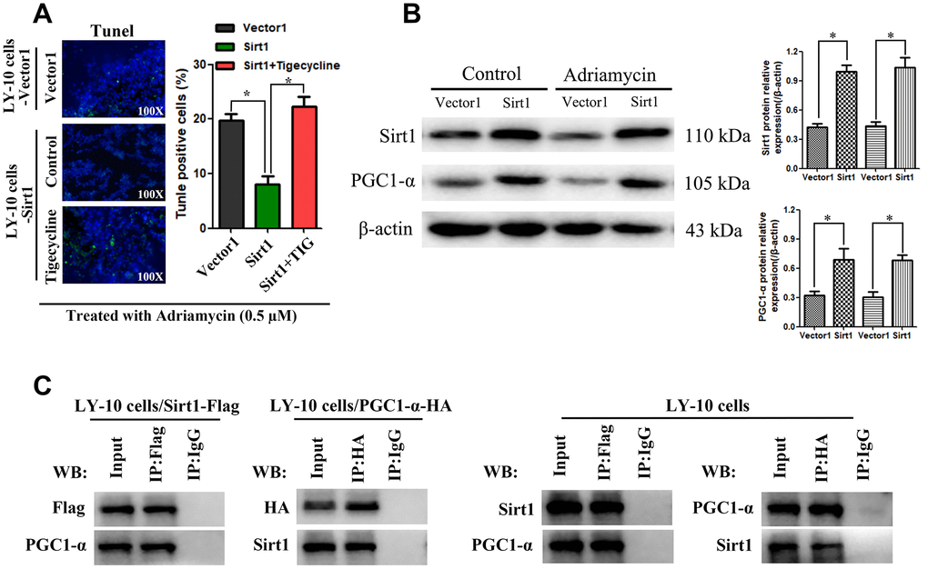 Potential interaction mechanism of Sirt1 with PGC1-α in vitro. (A) IHC staining demonstrating the expression of TUNEL-positive cells in the indicated tissues is shown (200×). Each bar represents the mean ± SD of three independent experiments. * pB) LY-10 cells were treated with Adriamycin (0.5 μM) for 24 hours. The protein expression of Sirt1, PGC1-α and Ace-PGC1-α were detected using western blotting. Western blotting bands were quantified using Quantity One software. Each sample was normalized to the expression of β-actin. All experiments were performed in triplicate. * pC) Immunoprecipitation assay indicating that Sirt1 interacts with PGC1-α in LY-10 cells.