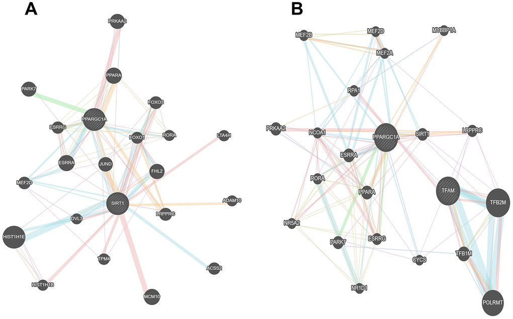 The association networks between Sirt1 and PGC1-α gene. (A, B) The association networks between Sirt1 and PGC1-α gene was searched for in the GeneMANIA database.