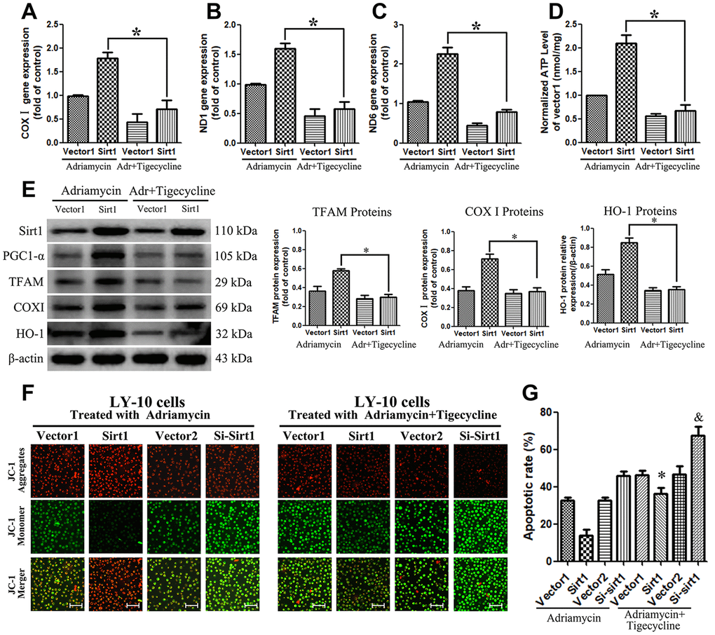 Blocking the PGC1-α-mitochondrial pathway can counteract the resistance of LY-10 cells to Adriamycin caused by the overexpression of Sirt1. (A–D) LY-10 cells were treated with Adriamycin (0.5 μM) and Adriamycin (0.5 μM) + Tigecycline (50 μM) for 24 hours and the mitochondrial genes (COX I, ND1 and ND6) were detected using real-time PCR assays. Furthermore, the relative content of ATP was detected using ATP Kit assays on a microplate. (E) The protein expression of Sirt1, PGC1-α, TFAM, COX I and HO-1 were detected using western blotting. Western blotting bands were quantified using Quantity One software. All experiments were performed in triplicate. * pF) Changes in mitochondrial transmembrane potential in different groups of LY-10 cells. The representative images show JC-1 aggregates, JC-1 monomers and merged images of both (Scale bars: 100μm). (G) LY-10 cells were treated with Adriamycin (0.5 μM) and Adriamycin (0.5 μM) + Tigecycline (50 μM) for 24 hours, and the apoptosis rate was detected using flow cytometry. Graphs show the number of apoptotic cells in each group of cells. Data were analyzed using Prism v5.0 (GraphPad Software, San Diego, CA, USA). All experiments were performed in triplicate. * Sirt1 (Adriamycin) group compared with Sirt1 (Adriamycin+Tigecycline) group (p