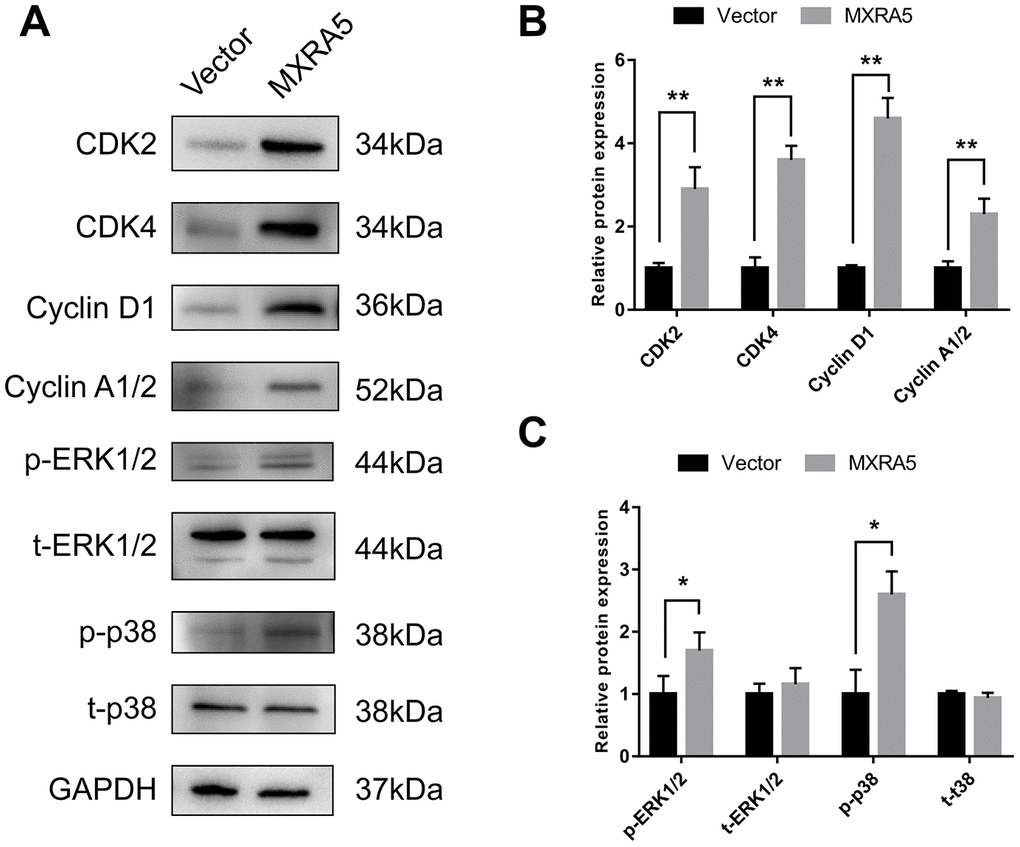 MXRA5 participates in the regulation of epithelial cell cycle via MAPK pathway. (A) Western blot of proteins involved in cell cyle regulation (CDK2, CDK4, Cyclin D1 and Cyclin A1/2) and phosphorylated (p) and total (t) ERK1/2 as well as phosphorylated (p) and total (t) p38 MAPK in the BPH-1 cells from Western blot analysis. GAPDH was used as a control. (B, C) Values of statistical data shown were mean ± SD of triplicate measurements and repeated three times with similar results. Statistical significance was calculated,* means P P 