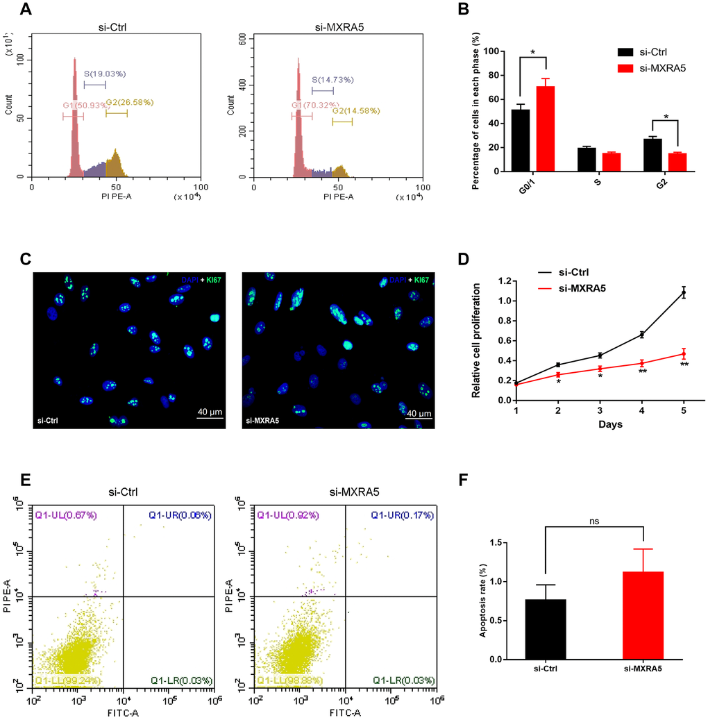 Downregulation of MXRA5 represses prostate cell proliferation. (A, B) Flow cytometry analysis for the WPMY-1 cells treated with si-MXRA5 for 48h compared with si-control treated cells. Percentages (%) of cell populations at different stages of cell cycles were listed within the panels. All histograms revealed the percentage (%) of cell populations from three independent experiments, * means P C) Cell proliferation of WPMY-1 cells treated by si-control and si-MXRA5 was detected by Ki-67 staining (green). Nuclei were stained by DAPI (blue). Three repeats of experiments for were conducted and representative graphs were selected into figure. The scale bar is 40 μm. (D) MTT assay was used to detect the viability of the WPMY-1 cells treated by si-control (black line) and si-MXRA5 (red line). (E) Flow cytometry analysis of alterations of WPMY-1 cells apoptosis by the transfection using si-control and si-MXRA5. PI PE-A in y-axis stands for the fluorescence intensity of propidine iodide (PI) and FITC-A in x-axis stands for the fluorescence intensity of Fluorescein isothiocyanate (FITC) laballed Annexin V. Calculation area of the apoptosis rate was percentage of Annexin V+/PI+ cells. (F) Statistical analysis suggested no significant (ns) induction of apoptosis by the downregulation of MXRA5 in WPMY-1 cells. All values shown are mean ± SD of triplicate measurements and repeated three times with similar results, * means P P 