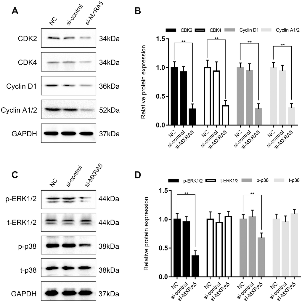 MXRA5 participates in the regulation of cell cycle via MAPK pathway. (A, B) Downregulation of proteins involved the cell cyle regulation (CDK2, CDK4, Cyclin D1 and Cyclin A1/2) in the WPMY-1 cells was revealed by Western blot analysis. GAPDH was used as a control and values of statistical data shown were mean ± SD of triplicate measurements and repeated three times with similar results. Statistical significance was calculated using ANOVA and ** means P C, D) Western blot analysis for phosphorylated and total ERK1/2 as well as p38 MAPK (phosphorylated (p) and total (t). GAPDH was used as a control and ** means P 