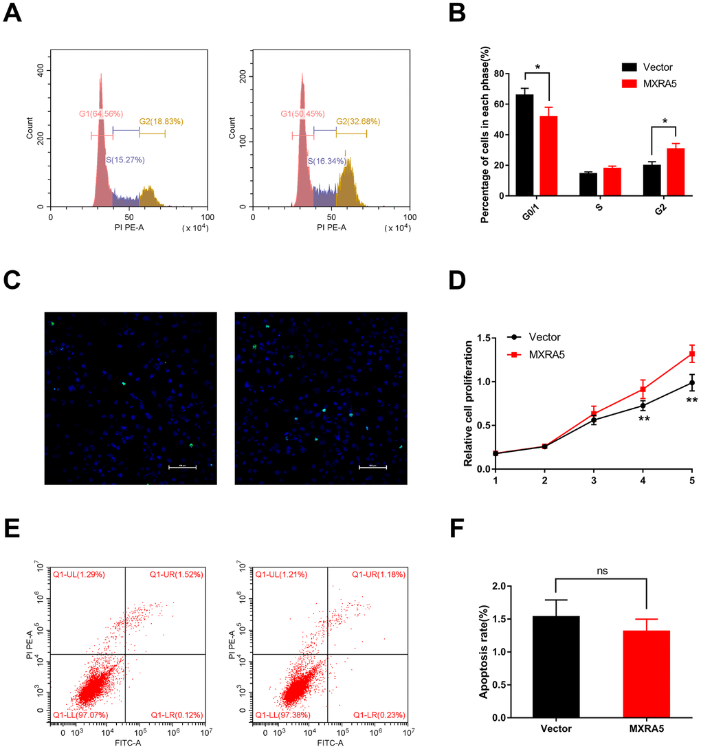 Upregulation of MXRA5 promotes prostate cell proliferation. (A, B) Flow cytometry analysis for BPH-1 cells treated with MXRA5 plasmid (Panel A: Right) for 48h compared with vector-control treated cells (Panel A: Left). Percentages (%) of cell populations at different stages of cell cycles were listed within the panels. All histograms revealed the percentage (%) of cell populations from three independent experiments, * means P C) Cell proliferation of BPH-1 cells treated by vector-control (Left) and MXRA5 plasmid (Right) was detected by Ki-67 staining (green). Nuclei were stained by DAPI (blue). Three repeats of experiments for were conducted and representative graphs were selected into figure. The scale bar is 100 μm. (D) MTT assay was used to detect the viability of the BPH-1 cells treated by vector-control (black line) and MXRA5 plasmid (red line). (E) Flow cytometry analysis of alterations of BPH-1 cells apoptosis via transfection using vector-control (Left) and MXRA5 plasmid (Right). Calculation area of the apoptosis rate was percentage of Annexin V+/PI+ cells. (F) Statistical analysis suggested no significant (ns) induction of apoptosis by the upregulation of MXRA5 in BPH-1 cells. All values shown are mean ± SD of triplicate measurements and repeated three times with similar results.