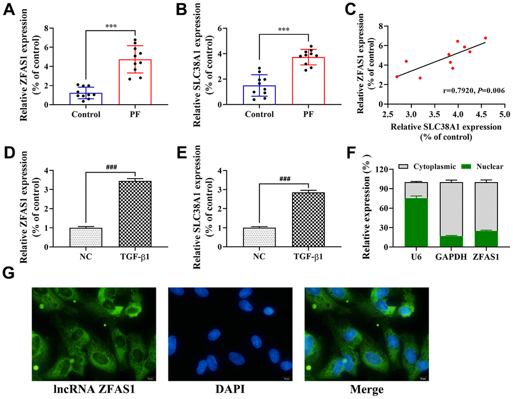 Upregulation of lncRNA ZFAS1 in PF is positively correlated with SLC38A1 expression. (A, B) RT-qPCR was performed to detect the expression of lncRNA ZFAS1 and SLC38A1 in lung tissues; (C) Spearman analysis was used to analyze the association between lncRNA ZFAS1 and SLC38A1 expression in the lung tissues of BLM-induced pulmonary fibrosis cases; (D, E) The expression of lncRNA ZFAS1 and SLC38A1 in HFL1 cells treated with TGF-β1 or control were determined by RT-qPCR; (F) RT-qPCR was used to measure the expression of lncRNA ZFAS1 in either the nucleus or cytoplasm of HFL1 cells; (G) FISH was performed to evaluate the location of endogenous lncRNA ZFAS1 (green) in HFL1 cells, U6 and GAPDH were used as nuclear and cytoplasmic localization markers, respectively. DNA (blue) was stained with DAPI. ***P###P