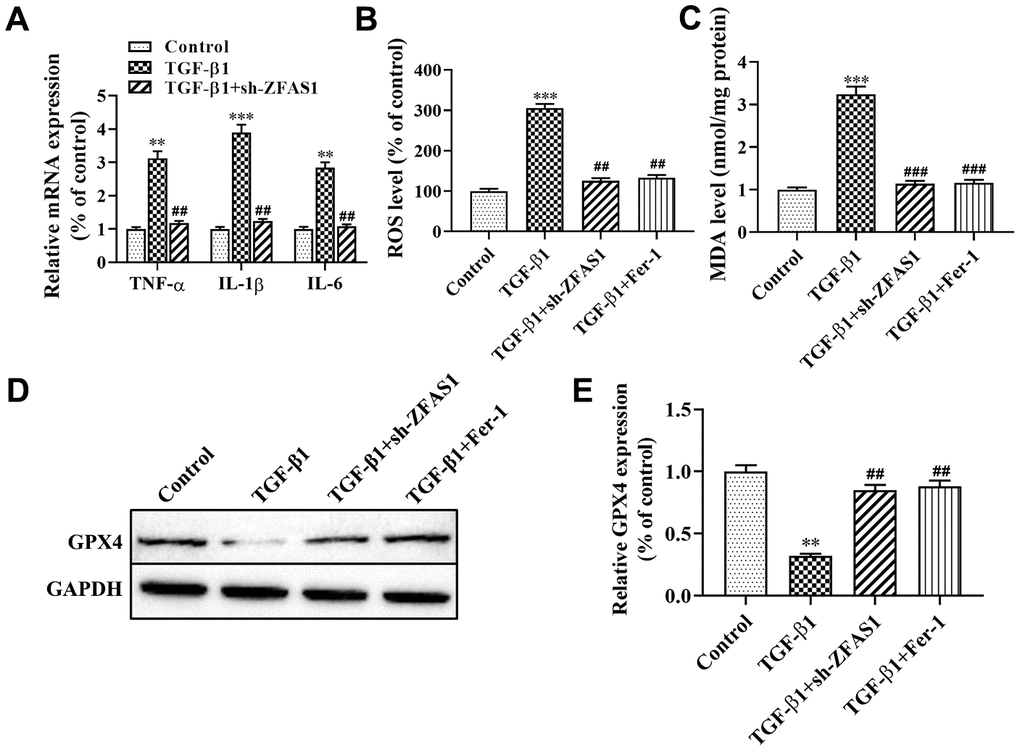 Knockdown of lncRNA ZFAS1 alleviates TGF-β1-induced ferroptosis in HFL1 cells. (A) RT-qPCR was used to detect the mRNA expression of inflammatory cytokines (TNF-α, IL-1β, and IL-6) in HFL1 cells; (B) The level of ROS was measured by ROS kit; (C) The MDA content was measured by a lipid peroxidation (MDA) assay kit; (D, E) Western blot was performed to detect the level of GPX4 protein. **P***P##P###P
