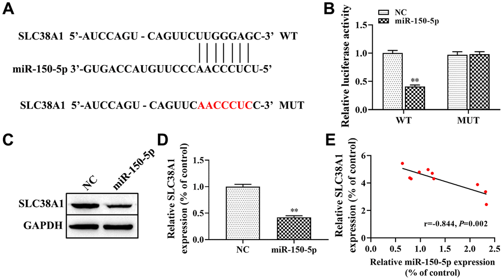 SLC38A1 is a target gene of miR-150-5p. (A) Bioinformatics analysis indicated the putative binding sites and corresponding mutant region for miR-150-5p within SLC38A1; (B) dual-luciferase reporter gene was used to verify the targeted relationship between miR-150-5p and SLC38A1; (C, D) The effect of miR-150-5p on the expression of SLC38A1 protein was determined by western blot; (E) Spearman analysis was used to analyze the association between miR-150-5p and SLC38A1 expression in the lung tissues of BLM-induced pulmonary fibrosis. **P