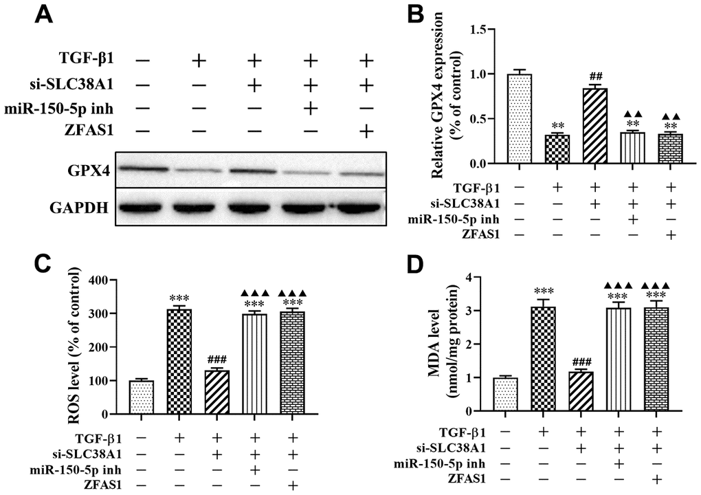 lncRNA ZFAS1 affects TGF-β1-induced ferroptosis in HFL1 cells by regulating the miR-150-5p/SLC38A1 axis. (A, B) Western blot was performed to detect the level of GPX4 protein; (C) the level of ROS was measured by ROS kit; (D) The MDA content was measured by lipid peroxidation (MDA) assay kit; **P***P##P###P▲▲P▲▲▲P