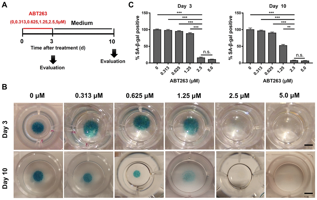 Dose-dependent elimination of senescent cells in OA chondrocytes (P1) isolated from human OA tissue after ABT263 treatment for 72h. (A) Schematic of the following experiment b–c. (B) SA-β-gal staining images shows a dose of 2.5 and 5.0μM effectively eliminated SA-β-gal positive senescent cells in OA chondrocytes (P1) by micromass culture in 48-well plates with increasing concentrations of ABT263 after different treatment time. Scale bar: 5 mm. (C) SA-β-gal positive cells were quantified 3 and 10 days following treatment with increasing concentrations of ABT263. Data are shown as mean ± standard deviation. N = 3 per group. **P 