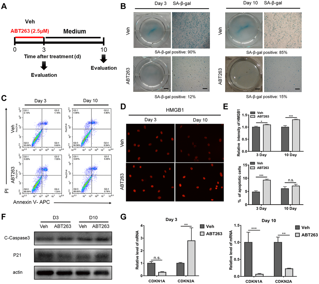 A short - and long-term evaluation of the clearance effect of ABT263 on OA chondrocytes (P1) in monolayer culture. (A) Schematic of the monolayer experiments in b–f. (B) Gross observation (left; scale bar: 5 mm) and microscope images (right; scale bar: 500 μm) of OA chondrocytes after treatment with 2.5μM ABT263 with SA-β-gal staining. (C) Representative flow cytometric plots measuring cell apoptosis from two independent experiments. (D) Immunofluorescence of HMGB1 in cultured OA chondrocytes at day 3 and day 10. Scale bar: 100 μm. (E) Statistical analysis of the percentage of apoptotic cells and fluorescence intensity of HMGB1 from three independent experiments are shown. (F) Western blot analysis of proteins level for c-caspase3 and p21 at Day 3 and Day 10. (G) qPCR analysis of mRNA levels for CDKN1A and CDKN2A (N = 3 for each group).