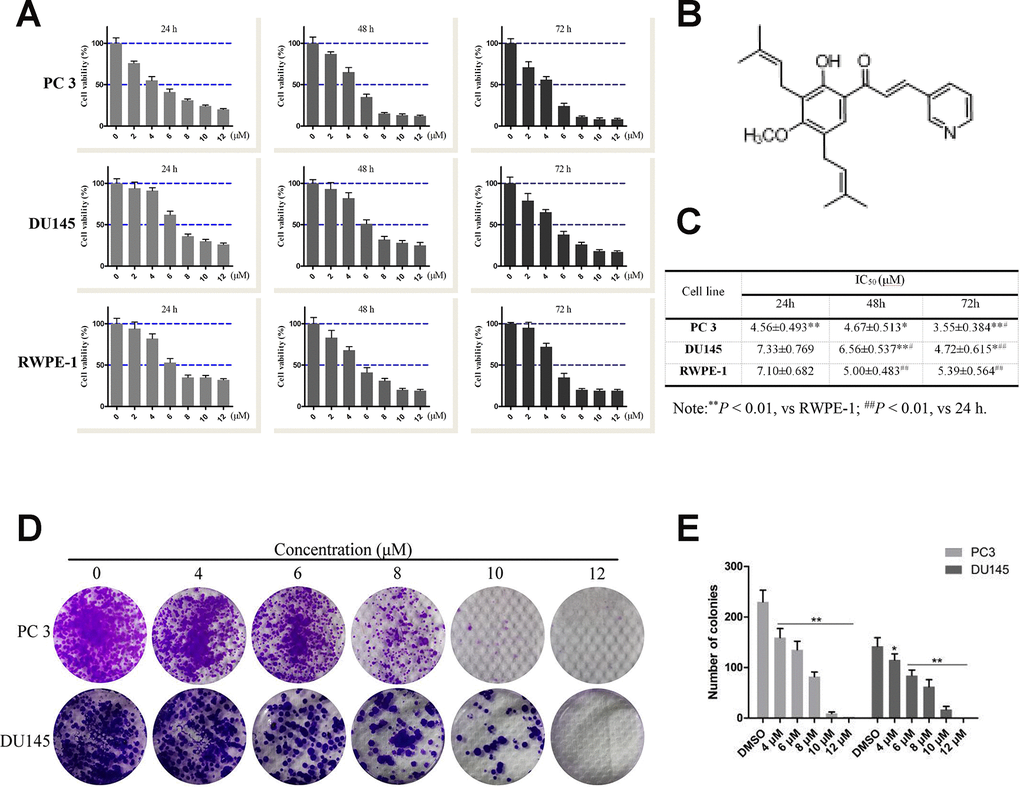 Effects of compound 10 on PCa cell viability and proliferation. (A) PC3, DU145 and RWPE-1 cells were treated with various concentrations of C10 for 24, 48 or 72 h, and cell viability was analyzed with an MTT assay. (B) Chemical structure of flavagline-like compound 10. (C) The IC50 values (μM) of the indicated cell lines were measured at three time points (24, 48 and 72 h) and summarized in a table. (D, E) C10 significantly inhibited the proliferation of PC3 and DU145 cells. A clonogenic assay was performed, and the number of colonies formed was analyzed. Per condition, three independent experiments were performed. Data are shown as the mean ± SD, *P P 
