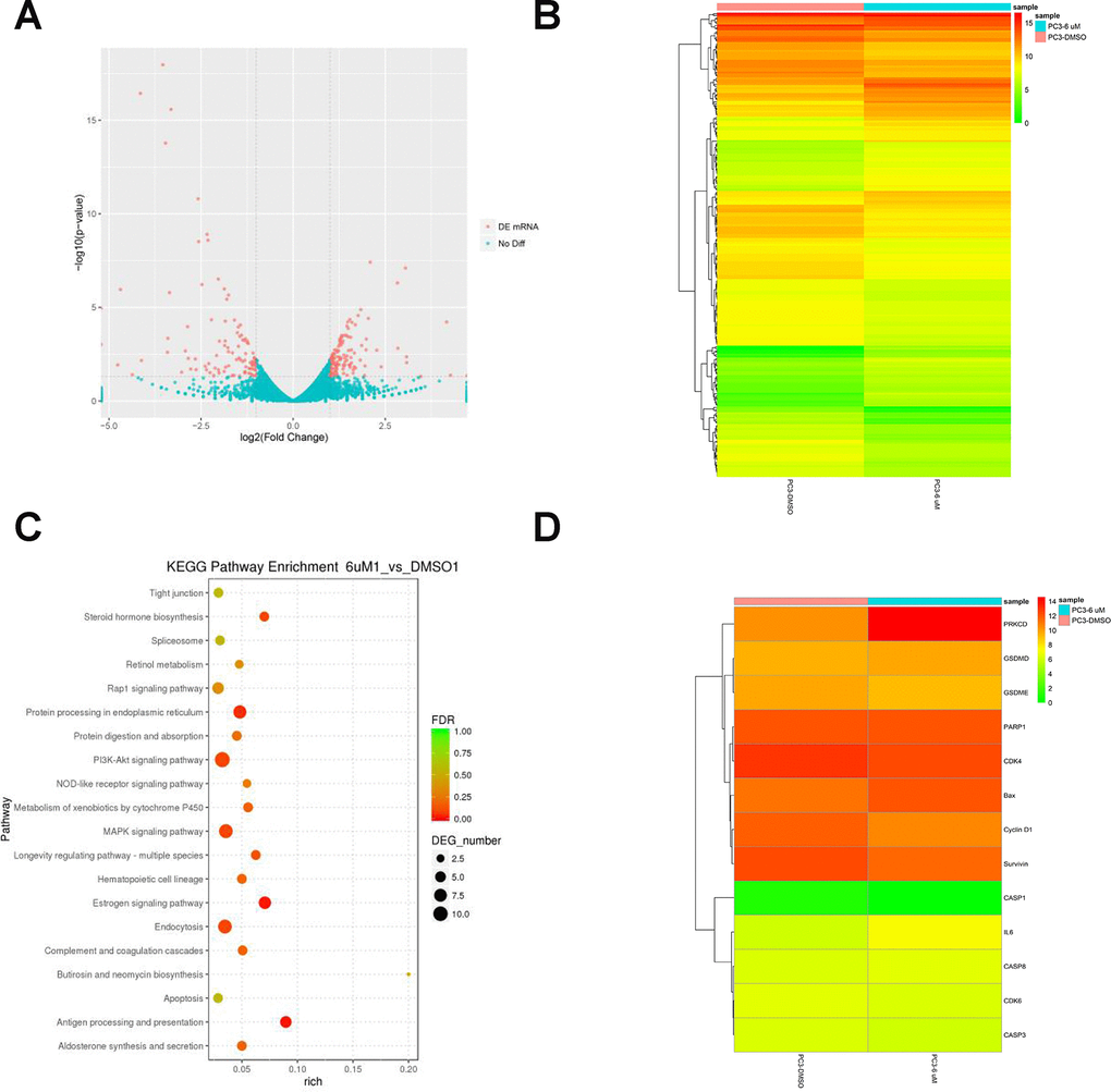RNA-Seq analysis of overall transcriptomic changes in C10-treated PC3 cells. (A) The differentially expressed genes were redacted and visualized as a volcano plot. The red dots represent significantly differentially expressed genes, while the blue dots indicate non-significantly differentially expressed genes. (B) Heatmap of genes upregulated or downregulated by C10 treatment in PC3 cells. (C) KEGG enrichment analysis of signaling pathways altered by C10 treatment. The color and size of the dots indicate the significance of the false discovery rate and the number of differentially expressed genes in the pathway, respectively. The top 20 significantly enriched signaling pathways were profiled. (D) The dysregulated genes involved in the cell cycle, apoptosis and pyroptosis were screened from all the raw data, compiled into a new list and shown as a heatmap.