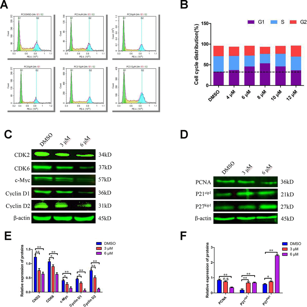 C10 induced sub-G1 phase arrest of PC3 cells in culture. (A, B) PC3 cells were treated with C10 (0, 4, 6, 8, 10 or 12 μM) for 24 h and stained with PI so that the DNA content could be analyzed by flow cytometry. C10 increased the proportion of PC3 cells in sub-G1 phase of the cell cycle. (C–F) Western blots of PC3 cells treated for 24 h with C10. The blots were probed with antibodies against CDK2, CDK6, c-Myc, Cyclin D1, Cyclin D2, PCNA, P21cip1 and P27kip1. All data shown are representative of three independent experiments. Data are shown as the mean ± SD. *P P 