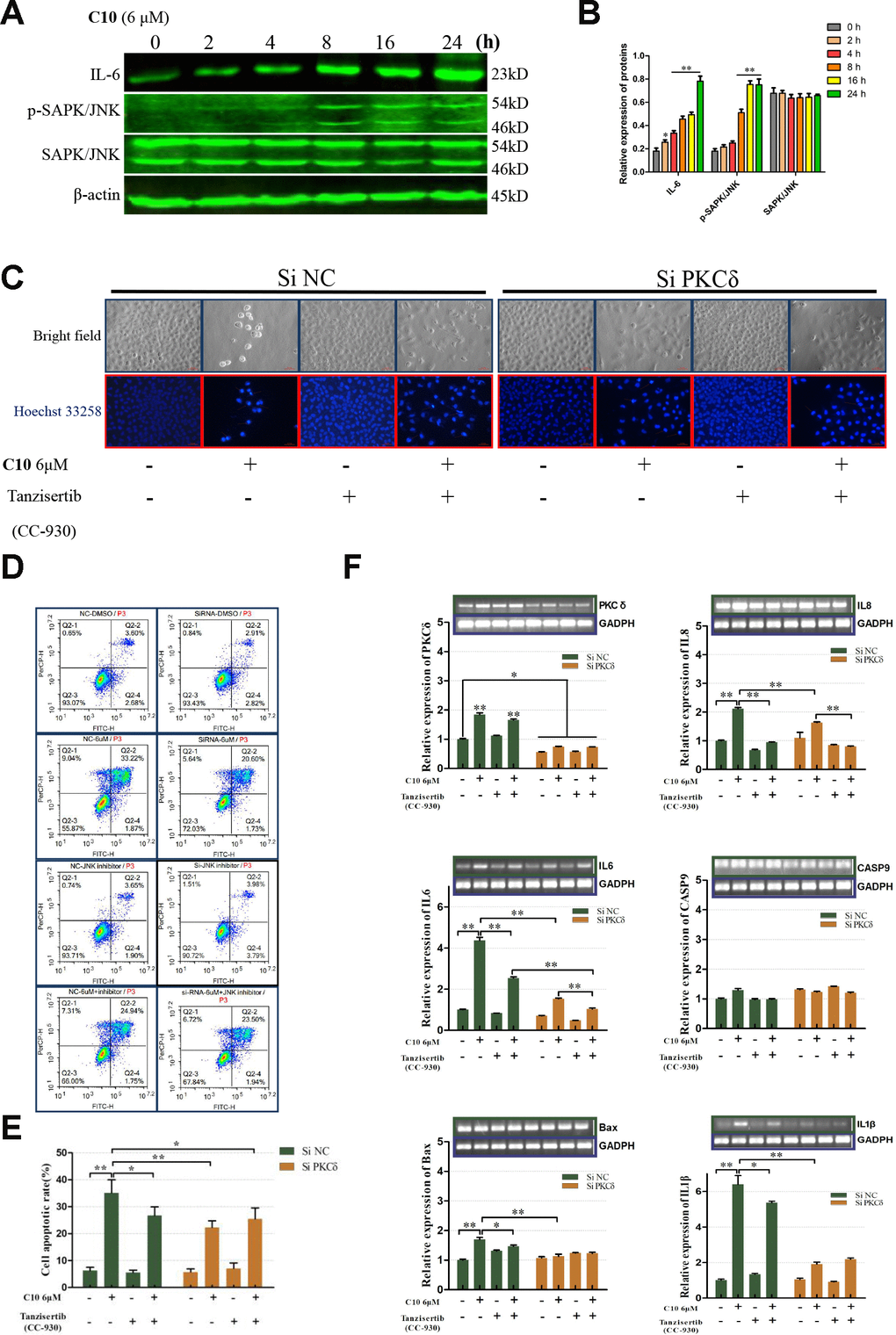 PKCδ induced PCD by activating JNK signaling in C10-treated PC3 cells. (A, B) Western blot of PC3 cells treated for the indicated times (0, 2, 4, 8, 16 or 24 h) with C10. IL-6, p-SAPK/JNK and SAPK/JNK antibodies were used. (C) Cultured PC3 cells were treated with C10 in the presence of different inhibitors (siPKCδ and the JNK-specific inhibitor Tanzisertib [CC-930]) for 24 h. The cells were then stained with Hoechst 33258 and photographed using a fluorescence microscope (magnification ×200, scale bar: 100 μm). (D, E) Cultured PC3 cells were stained with annexin-V-FITC and PI for flow cytometry analysis. (F) The mRNA levels of PKCδ, Caspase-9, IL-6, IL-8, IL-1β and Bax were measured by qRT-PCR. All data shown are representative of three independent experiments. Data are shown as the mean ± SD. *P P 