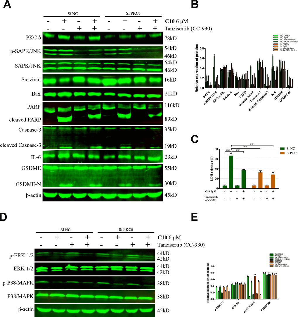 Inhibition of PKCδ suppressed C10-induced concurrent apoptosis and GSDME-dependent pyroptosis in PC3 cells. (A, B) Cultured PC3 cells were incubated with C10 in the presence of siPKCδ or the JNK-specific inhibitor Tanzisertib (CC-930) for 24 h to determine the link between the apoptotic and pyroptotic pathways. The protein levels of PKCδ, p-SAPK/JNK, SAPK/JNK, Survivin, Bax, PARP, cleaved PARP, Caspase-3, cleaved Caspase-3, IL-6, GSDME and GSDME-N were examined by Western blotting. (C) LDH enzyme activity was measured in the culture supernatants of PC3 cells after various treatments. (D, E) The phosphorylation levels of core factors in the MAPK signaling pathway (P38/MAPK and ERK1/2) were detected after various treatments in PC3 cells. β-actin was used as a loading control. All data shown are representative of three independent experiments. Data are shown as the mean ± SD. *P P 