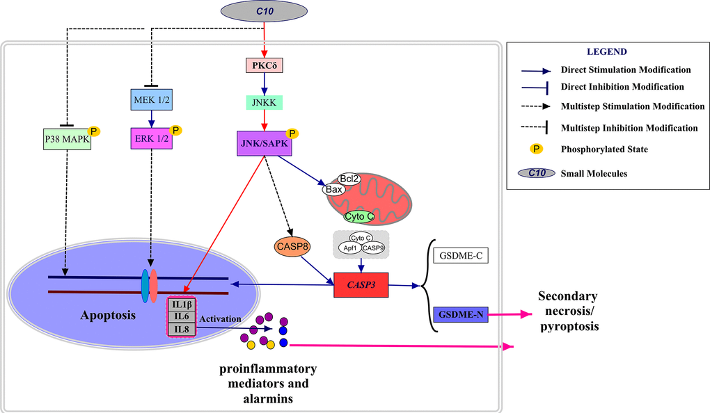 Schematic diagram depicting the anti-PCa mechanism of C10. C10 stimulated the PKCδ/JNK/IL-6 signaling pathway and thus induced crosstalk between apoptosis and GSDME-dependent pyroptosis in PC3 cells. Red arrows: the new signal transduction pathway discovered in our study, whereby PKCδ/JNK/IL-6 lead to concurrent apoptosis and pyroptosis.