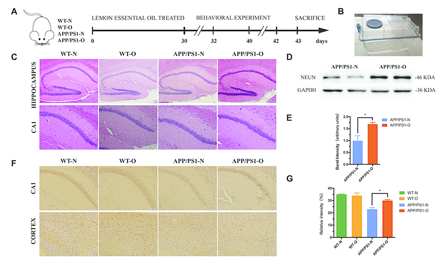 LEO decreases neuronal loss in APP/PS1 mice. (A) Experimental design. We treated mice with daily inhalation over a period of 30 days. After treatment, MWM was performed for 6 days, followed by Novel object recognition test for 3 days. All mice were then euthanized and pathological evaluations were performed. (B) Inhalation of LEO was performed using an individual ventilated cage (IVC) in the experiment. (C) H&E staining of the hippocampal sections from aged WT and APP/PS1 mice. (D) shows Western blotting data of NeuN protein expression levels in the hippocampus. (E) Bar graph represents NeuN expression levels in the hippocampus. (F) The neuronal mark protein NeuN was used to assess neuronal density in the CA1 region and cortex in WT and APP/PS1 mice. (G) Bar graph displays the number of NeuN-positive cells in cortex. Data are expressed as mean ± SEM. *P P P 