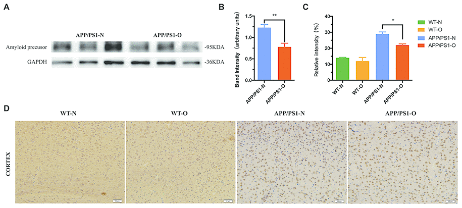 LEO suppressed accumulation of amyloid protein in the brain. (A, B) Expression of amyloid precursor of APP/PS1 mice. (C) Percentage of positively stained area in the cortex in four groups. (D) Representative photomicrographs of amyloid precursor immunoreactivity in the cortex was compared by one-way ANOVA (P ). Scale bar = 50 μm. Values are presented as means ± SEM. *P P 
