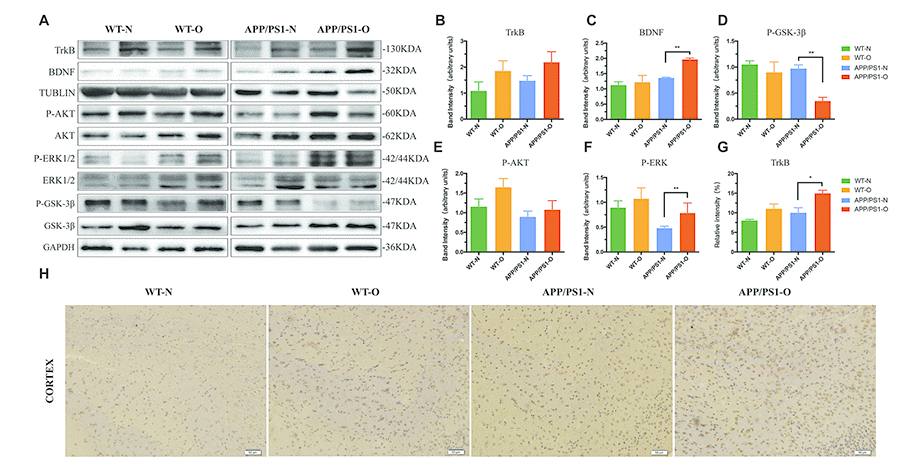 Neurotrophic signaling is significantly increased after LEO treatment in APP/PS1 mice and WT mice. (A) Hippocampus lysates were obtained after behavioral experiment and probed with antibodies detecting TrkB, BDNF, total GSK-3β, p-GSK-3β, total AKT, p-AKT, total ERK, p-ERK, total GSK-3β and p-GSK-3β levels in APP/PS1 and WT mice. Further quantitative analysis was conducted, with percentage changes versus WT mice shown in (B–F). (G) Immunostaining analysis result of H. (H) Immunostaining with TrkB antibody in each group. Values are means ± SEM of determinations from each group. *P P P 